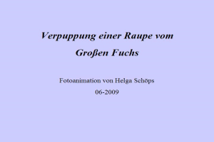  - verpuppung_grosser_fuchs